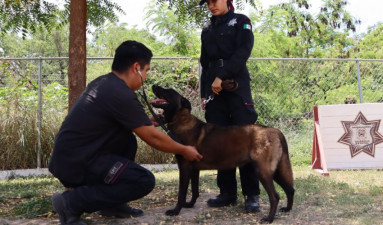 Redobla SSPT medidas de protección a elementos caninos de la Guardia Estatal ante altas temperaturas