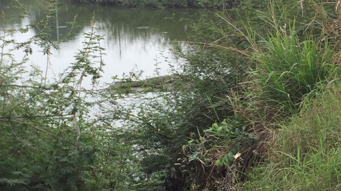 Cocodrilo acecha estudiantes de nivel primaria y preescolar