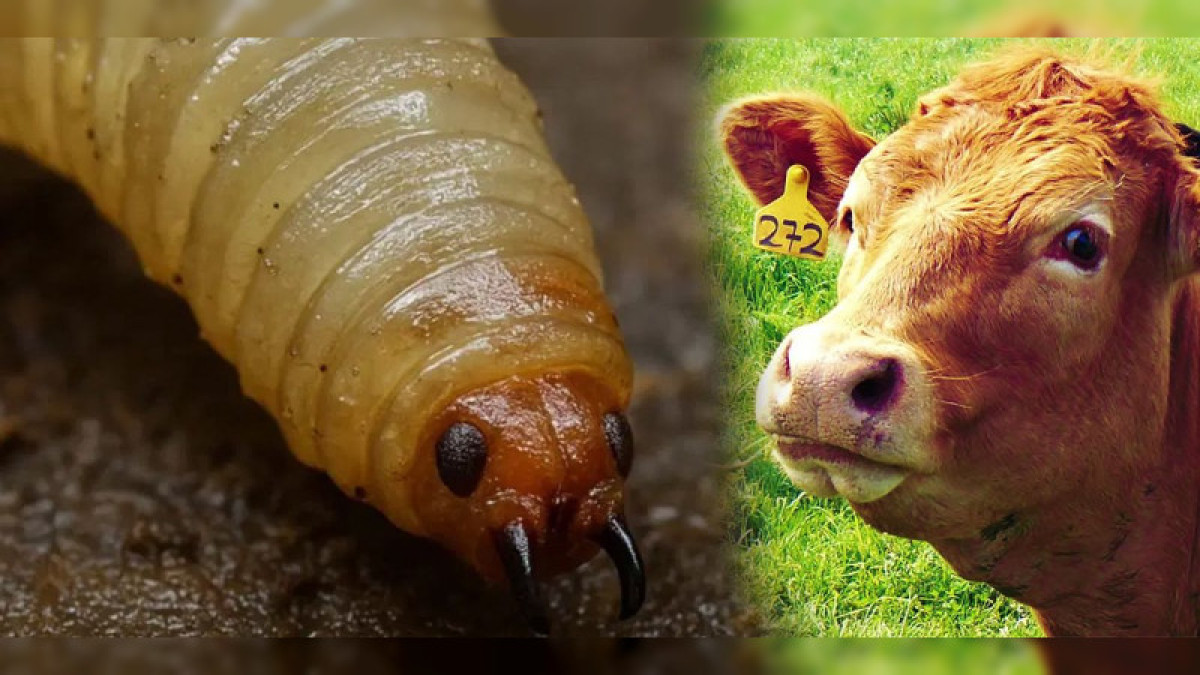 Confirman primer caso de gusano barrenador del ganado en Michoacán