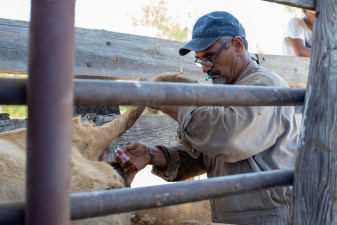 Gobierno de Nuevo Laredo invita a ganaderos a aprovechar programa gratuito de sanidad animal