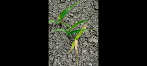 Frío afectó hasta 20% de cultivos, agricultores se mantienen alertas por bajas temperaturas