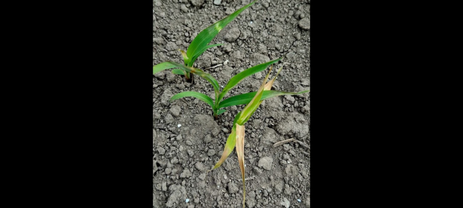 Frío afectó hasta 20% de cultivos, agricultores se mantienen alertas por bajas temperaturas