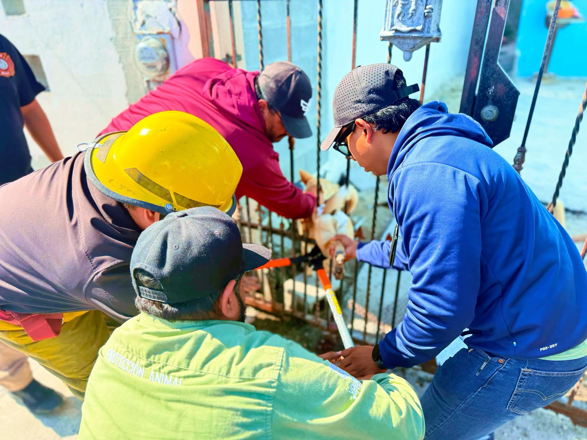 Rescatan a canino en situación de riesgo en Puerta Del Sol