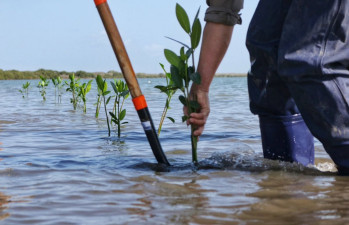 Reforesta SEDUMA litoral para cuidar comunidades y biodiversidad