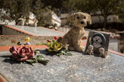 ¡Juntos hasta el final! São Paulo autoriza entierro entre mascotas y sus dueños