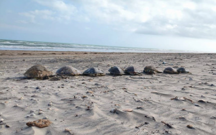 Denuncian mortalidad masiva de tortugas marinas en Playa Bagdad