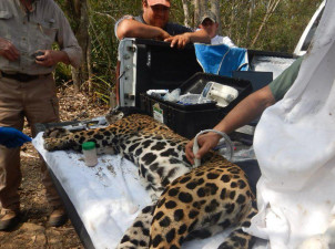 Rescata y libera Comisión de Parques y Biodiversidad a jaguar en Llera