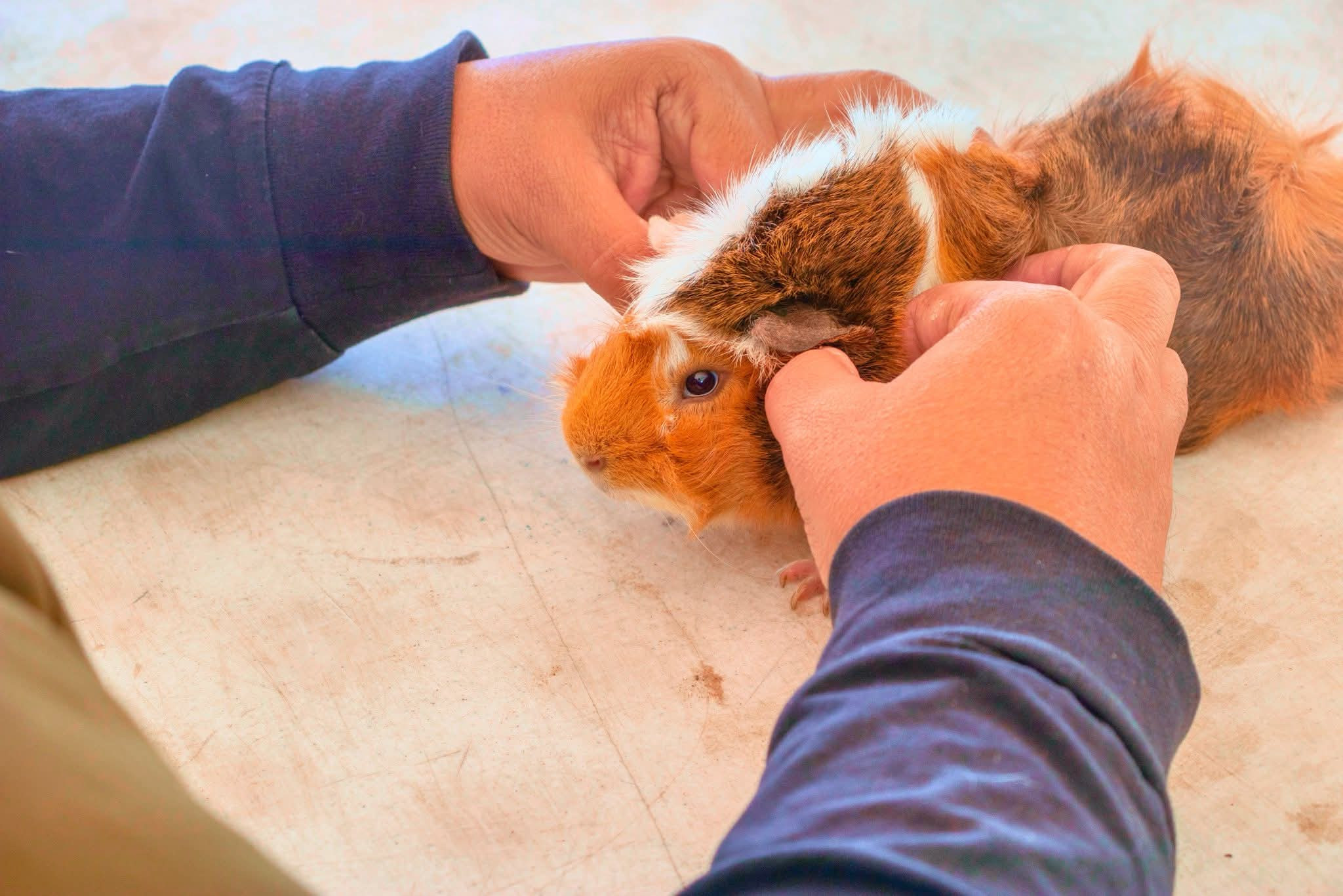 Avanza Reynosa con Clave Única de Registro de Mascotas, Chip CURMA
