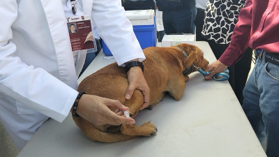 Arranca jornada para vacunar contra la rabia