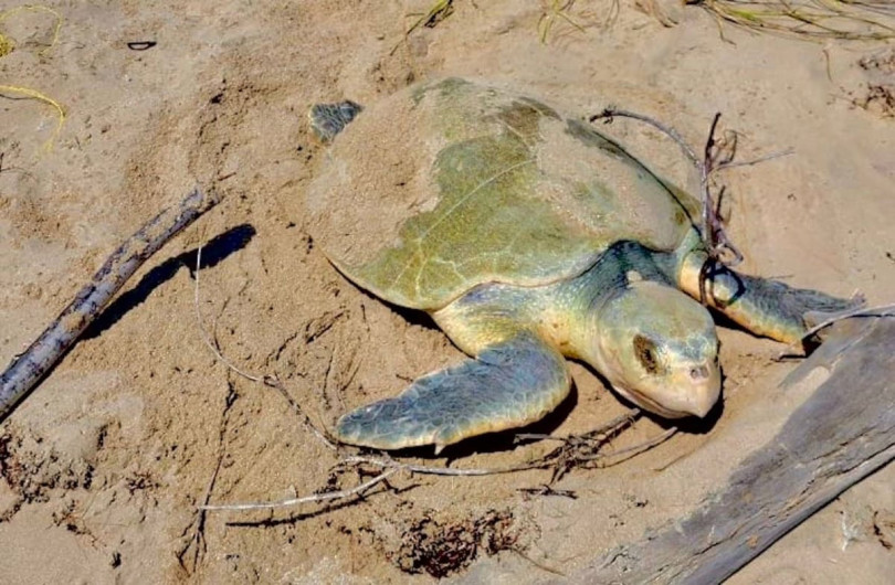 Intensifica Tamaulipas monitoreo y resguardo de nidos de tortuga lora