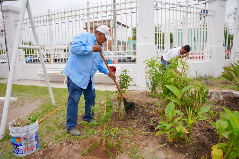 Gobierno Municipal transforma áreas verdes con jardines que protegen abejas y mariposas