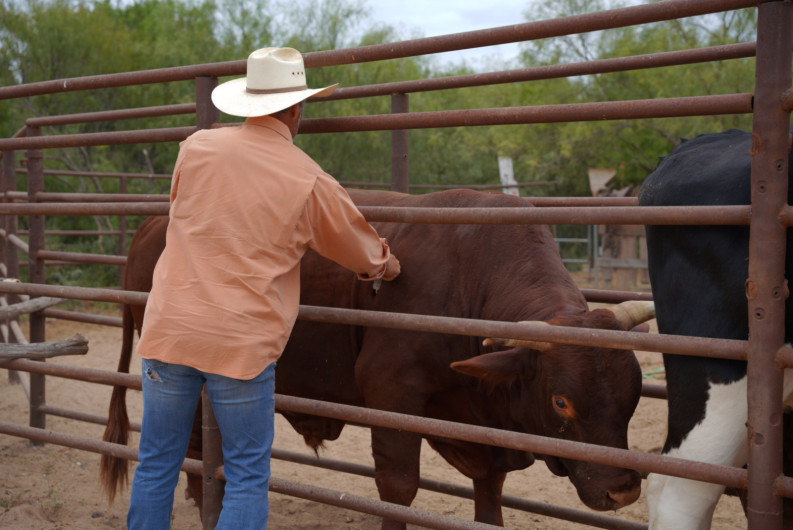 Impulsa Gobierno Municipal programa de apoyo a ganaderos para fortalecer la producción pecuaria