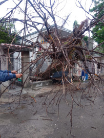 Lluvias dejan árboles caídos y daños en viviendas