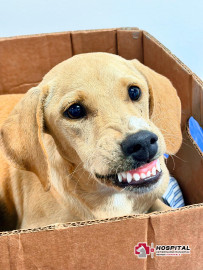 Sonríen a la vida mascotas rescatadas y atendidas por Control y Bienestar Animal del Gobierno de Reynosa