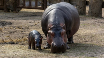Multimillonario Indio ofrece a salvar a 80 hipopótamos de Pablo Escobar condenados a la eutanasia