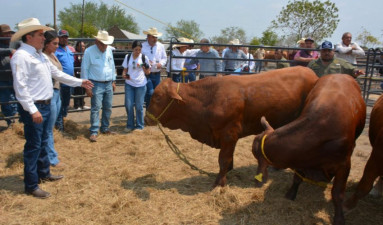 Productores de Soto la Marina acceden a sementales con subsidio estatal