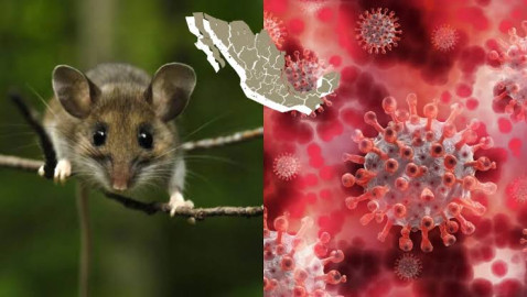 México emite alerta epidemiológica por brote de hantavirus