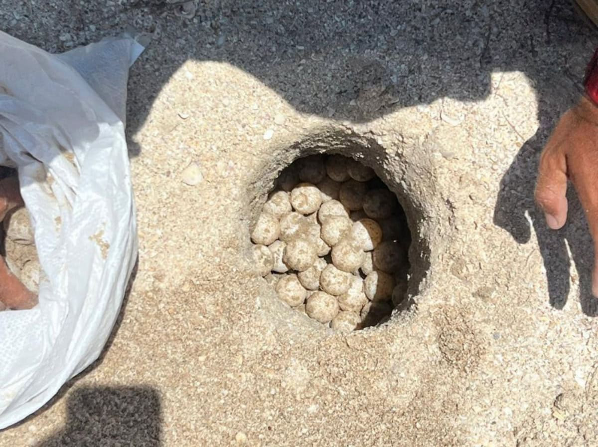 Tamaulipas supera los 2 mil 400 nidos protegidos de tortuga lora