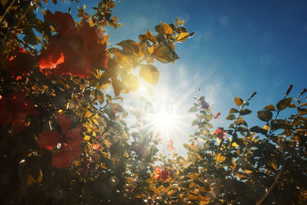 Pronóstico del tiempo para este miércoles en Tamaulipas
