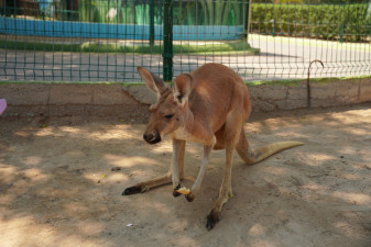 Nace cría de canguro rojo en el zoológico de Nuevo Laredo; personal realiza monitoreo especializado