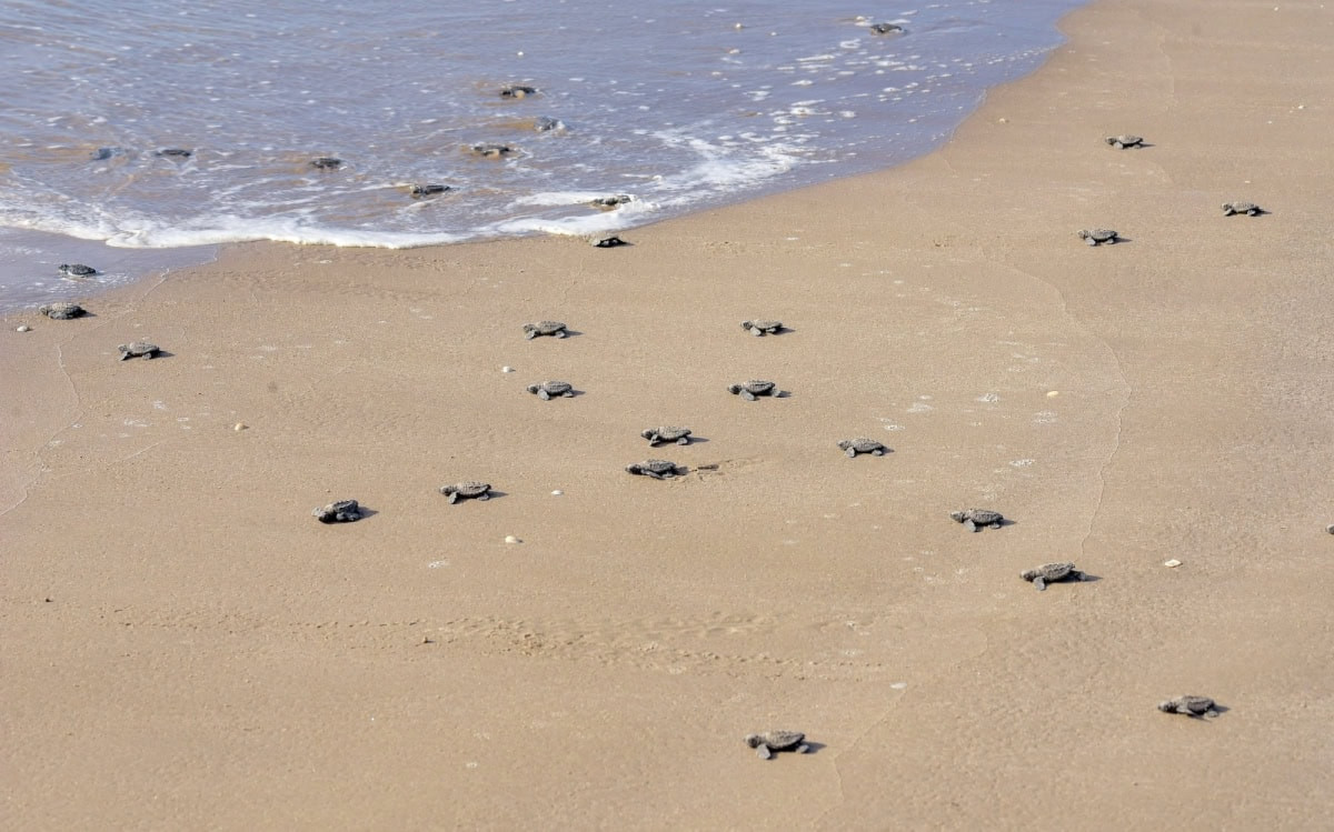 Tamaulipas fortalece conservación de la tortuga lora; liberan más de 590 mil crías