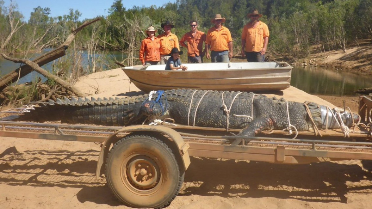 Logran capturar a cocodrilo de 600 kilos en Australia