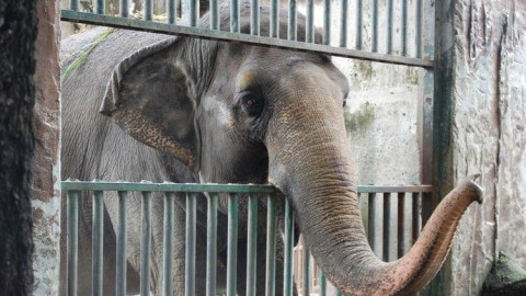 El elefante "depresivo" ha vivido 40 años en cautiverio