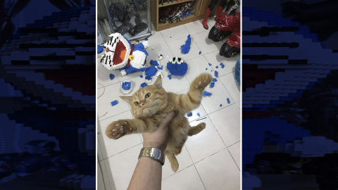 Tierno gatito destruye escultura de LEGO 