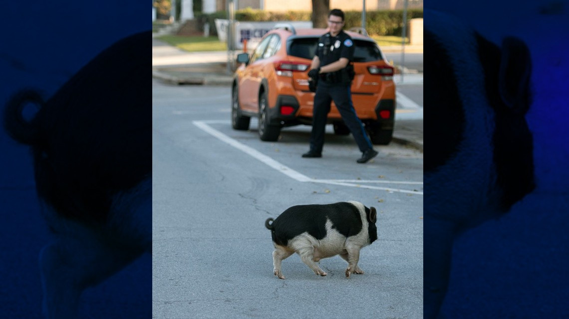 Cerdo desata persecución policíaca en Florida 