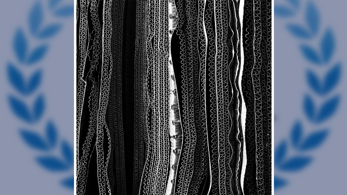 Te presentamos a los ganadores del concurso de foto de Apple 2018