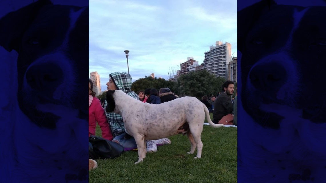 El "perro vaca" que engañó a una ciudad entera