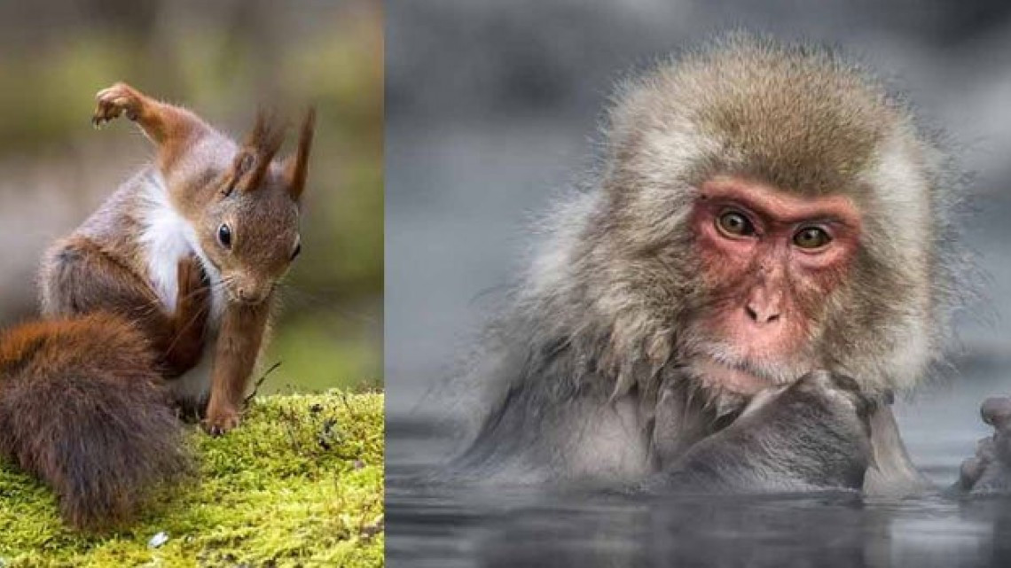 Animales como nunca los habías visto 