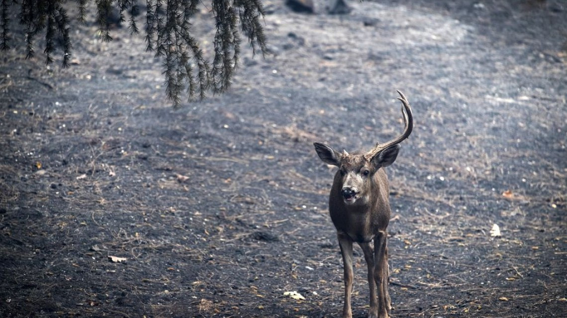 Las otras víctimas de los incendios en California