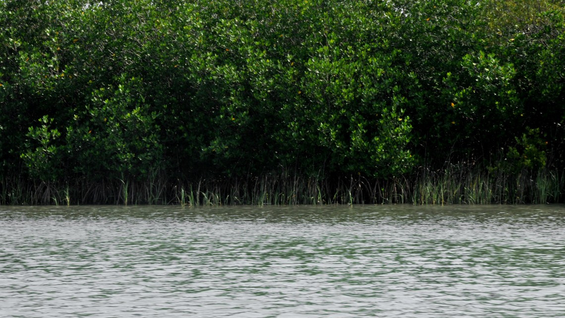 Sistemas de manglar actúan como barrera natural contra huracanes