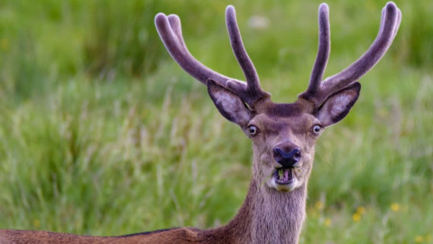 Las fotos más cómicas de la naturaleza