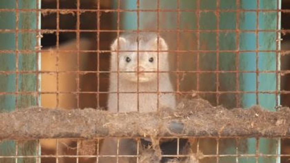 Dinamarca sacrificará 17 millones de visones por una mutación de covid-19