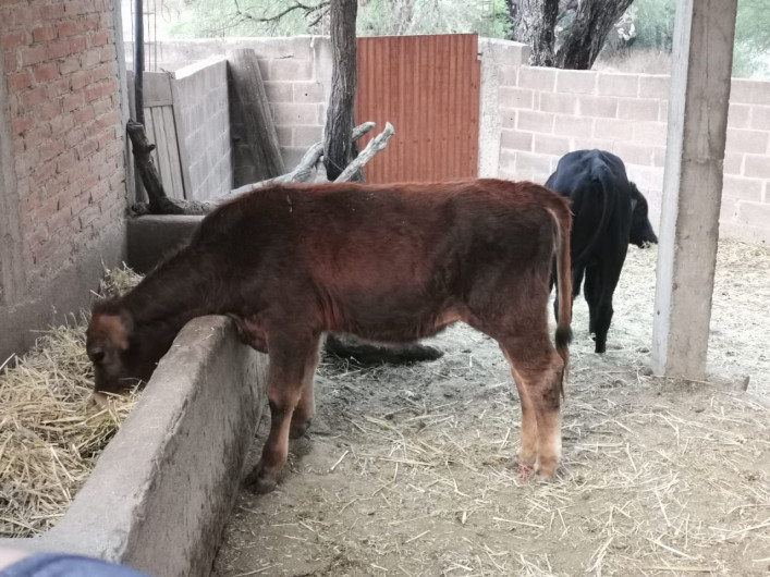 Altas temperaturas y escasa lluvia preocupa a ganaderos