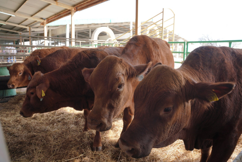 Convoca Gobierno Municipal al 1er concurso del Novillo Gordo en Nuevo Laredo