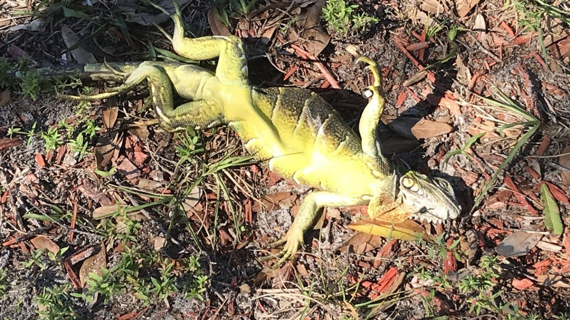 Iguanas se congelan por bajas temperaturas en Florida
