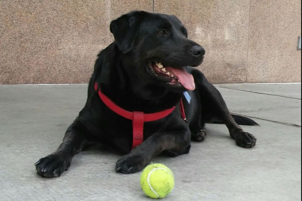 Conoce a Eclipse la perrita que viaja sola en autobús 