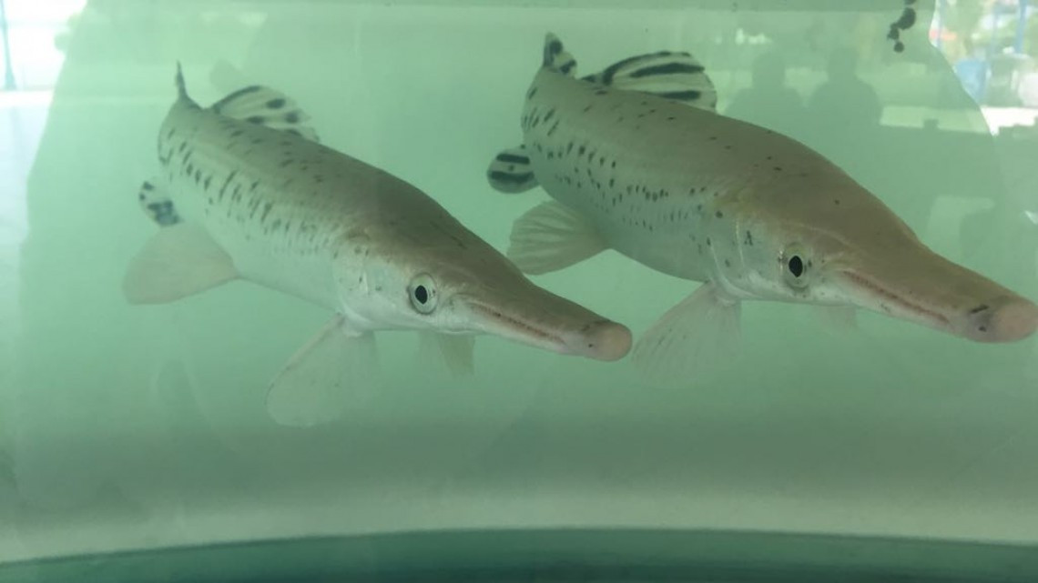 Altamira listo para recibir a vacacionistas