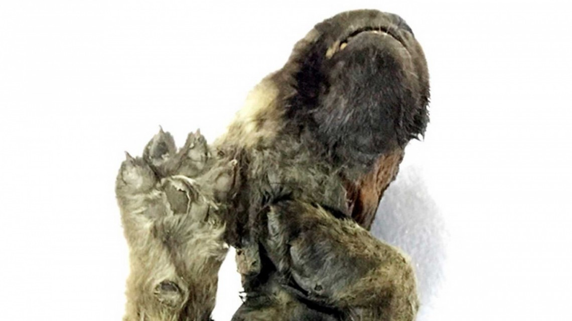 Descubren cachorro prehistórico congelado en Rusia
