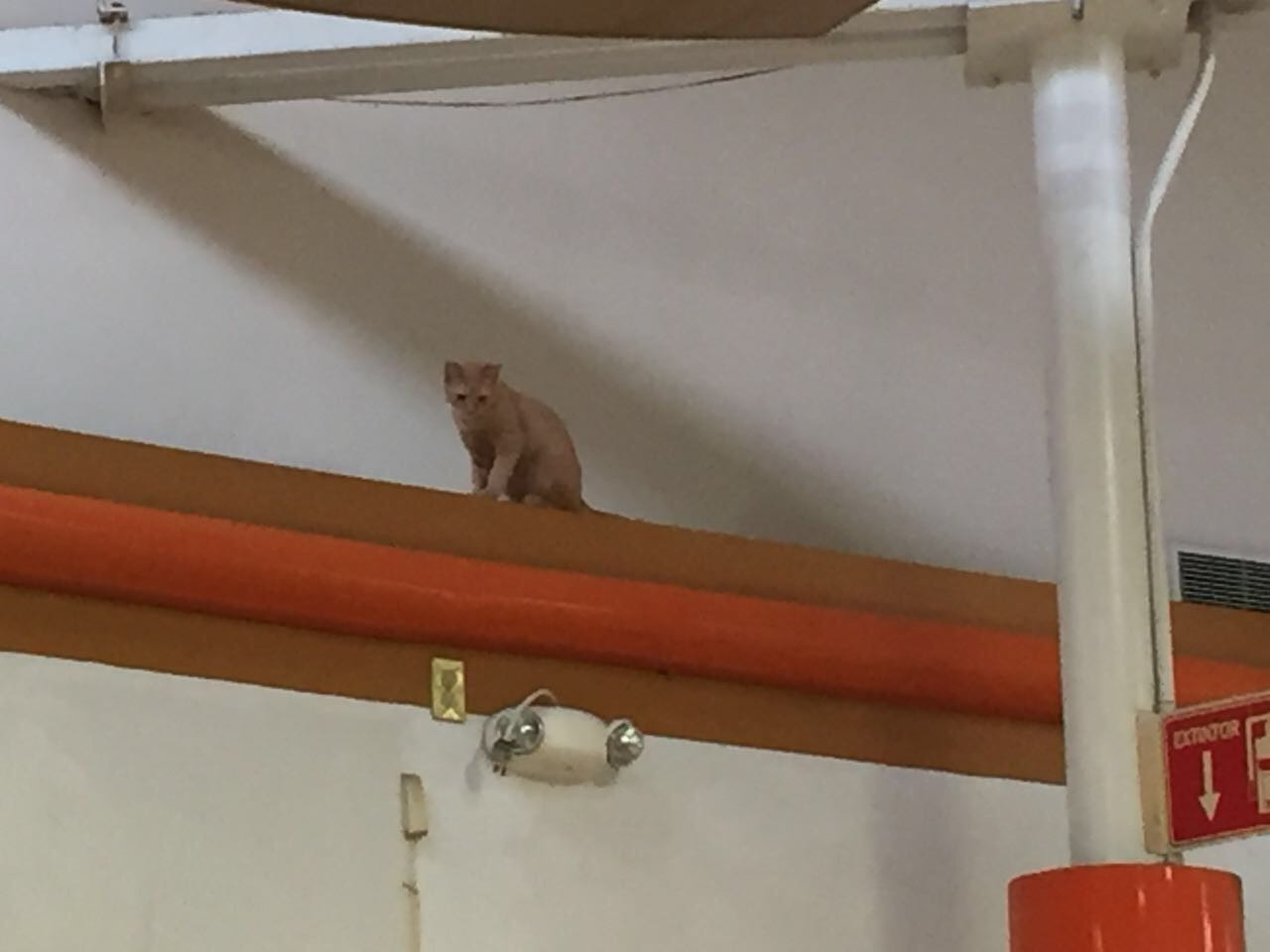 Felino sorprende a clientes en plaza fiesta 