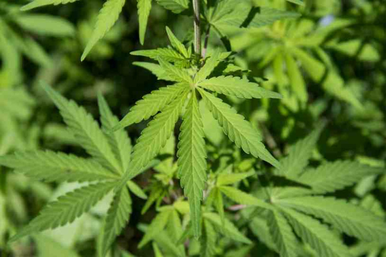 PGJT detiene a hombres por posesión de marihuana