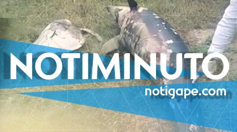 Incrementa desempleo en Madero, revelan causa de muerte de delfín y tortuga: Notiminuto