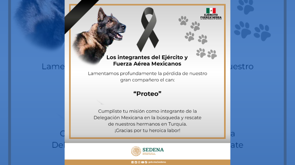 Fallece Proteo, perro rescatista de la SEDENA que ayudaba en Turquía tras sismo