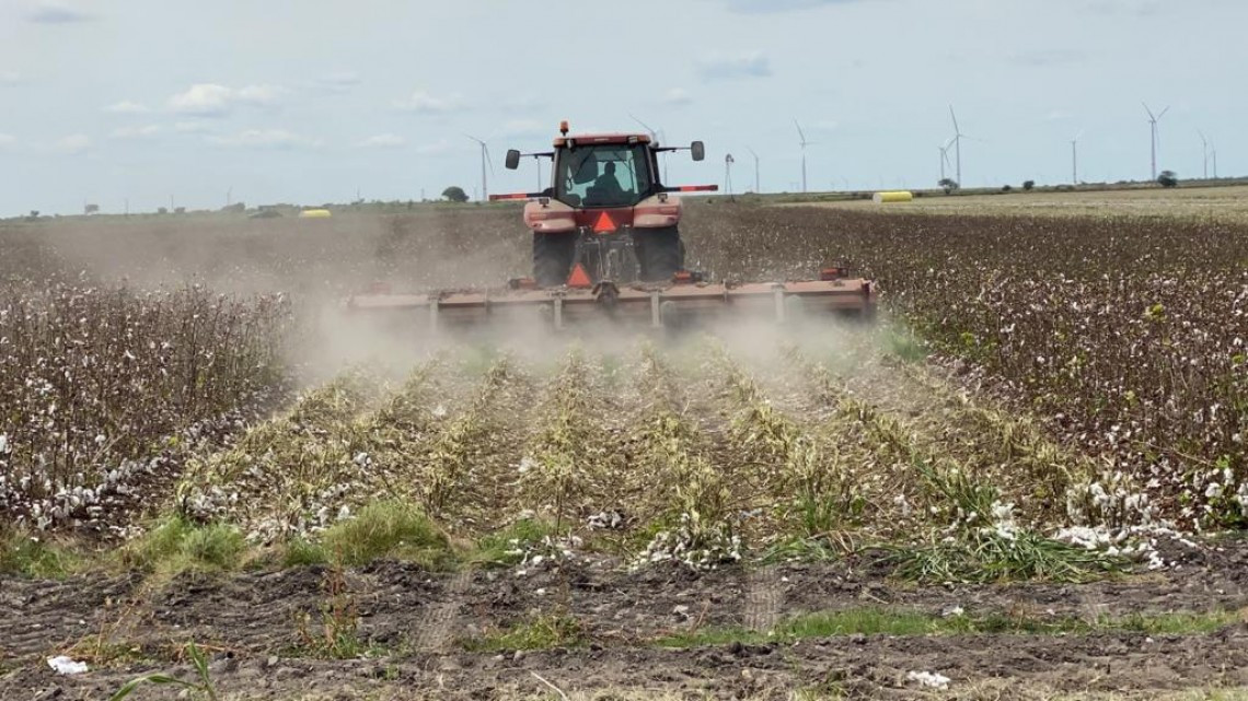 Sigue activa la pizca de algodón en el norte de Tamaulipas