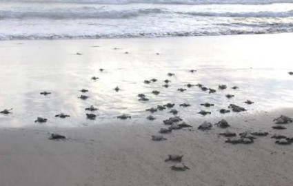 Profepa libera 97 crías de tortuga golfina en Guerrero