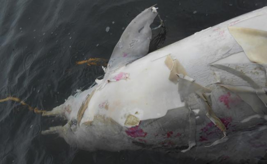 Investigan la muerte de 80 delfines en Brasil 