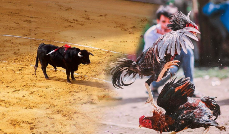 Tamaulipas analiza prohibir peleas de gallos y corrida de toros